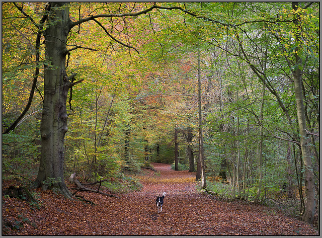 Eckington woods, South Sheffield - featuring 'Bella' the Border collie.