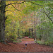 Eckington woods, South Sheffield - featuring 'Bella' the Border collie.