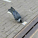 Jackdaw trying to open plastic packaging