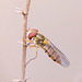 Hoverfly at rest