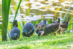 The Moorhen family on the pond