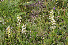 weisse Waldhyazinthe - wilde Orchidee (PIP)