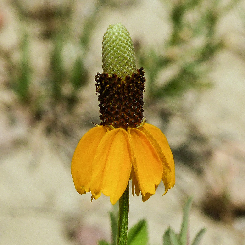 Yellow Prairie Coneflower / Ratibida columnifera