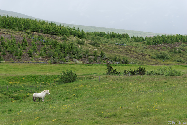 zwischen Husavik und Akureyri (© Buelipix)