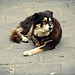 Florence market dog