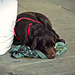 Market dog, Florence