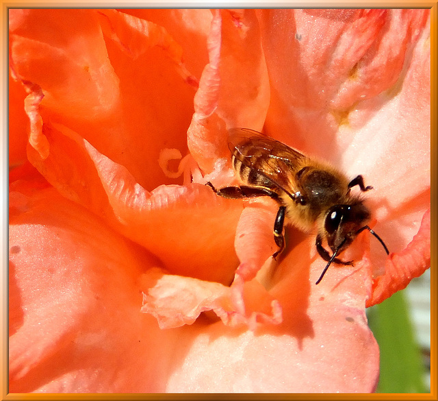 Biene auf Gladiole. ©UdoSm