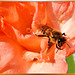 Biene auf Gladiole. ©UdoSm