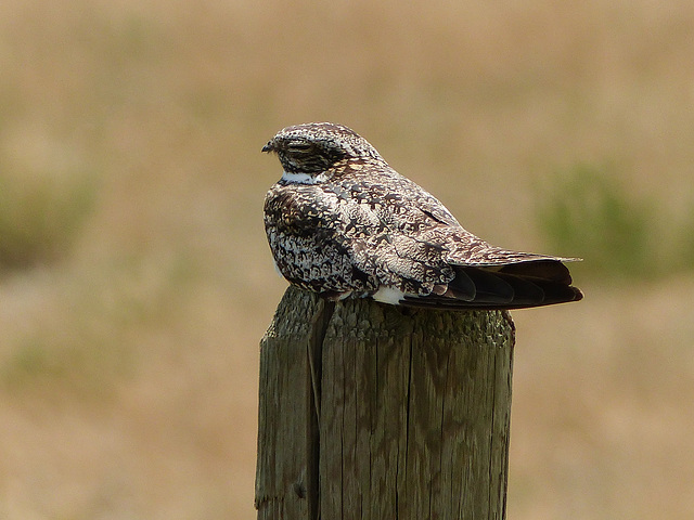 Common Nighthawk