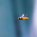 Hoverfly in flight