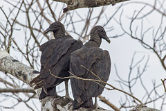 Vultures in Love - or not? ;-)