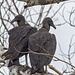 Vultures in Love - or not? ;-)