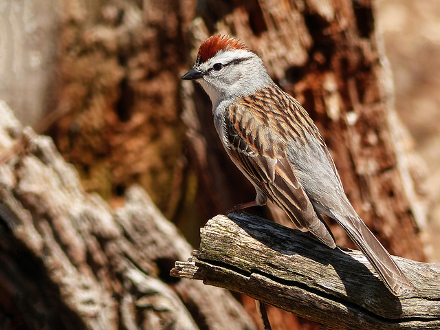 Day 2, Chipping Sparrow, Rondeau PP
