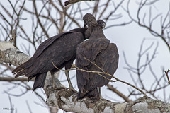 Vultures in Love