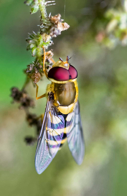 Hoverfly macro (5)