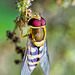Hoverfly macro (5)