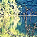 Tree Reflections In Lake