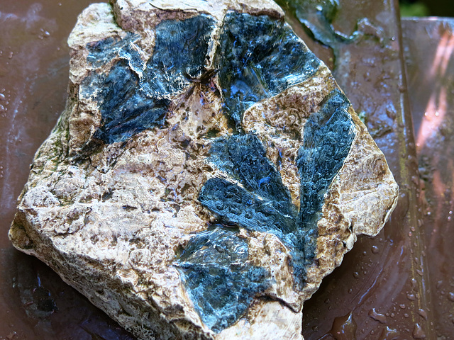 Fossile, Ginkgo digitata, feuilles (Jurassique, Grande-Bretagne, 170 millions d'années)