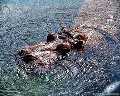 Heftiges Grunzen, Erlebnis-Zoo Hannover 2000
