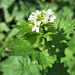 Alliaire officinale = Alliaria petiolata, Brassicacées (Rhône, France)