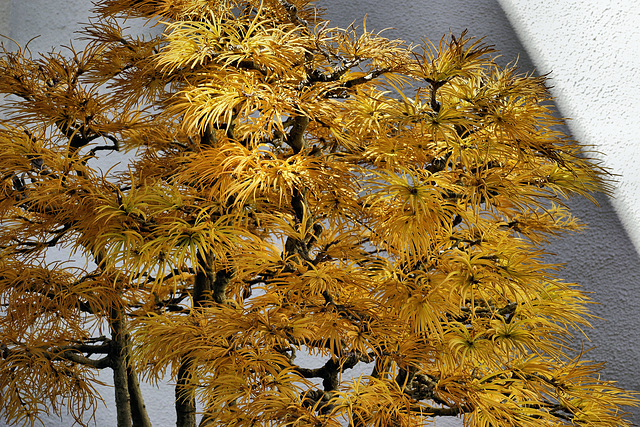 Bonsai Golden Larch – United States National Arboretum, Washington, DC