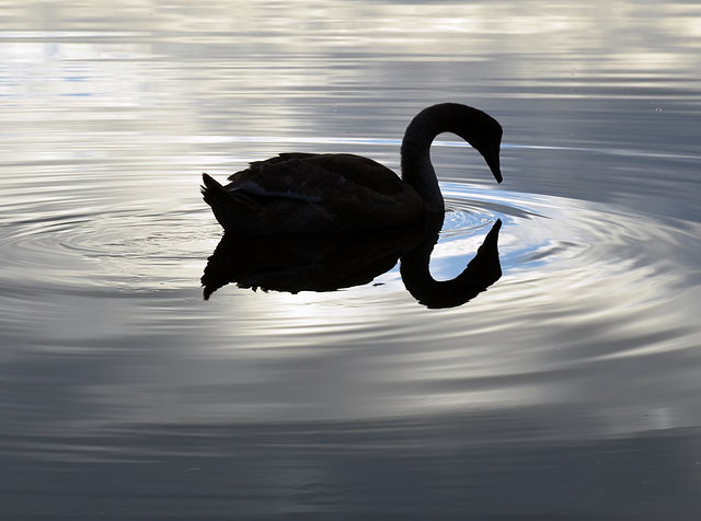 Tranquility.  The Swan