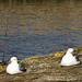 Seabird harbourside rest area, St. Andrews, Fife, Scotland