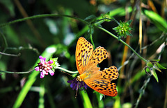 1 (100)...austria butterfly