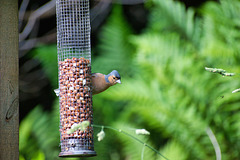 Chaffinch on the nuts!