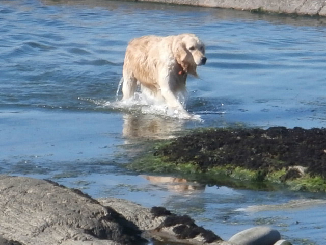 One wet dog having had a lovely swim