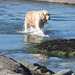 One wet dog having had a lovely swim