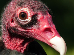 Up close and personal with a Turkey Vulture