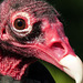 Up close and personal with a Turkey Vulture