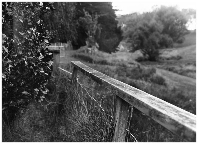 The Burning Bush & The Fenceline