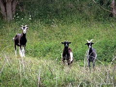 Three Billy Goats Gruff?
