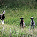 Three Billy Goats Gruff?