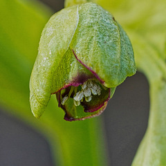 Eine Giftpflanze aus dem Garten - A poisonous plant from the garden - PiP
