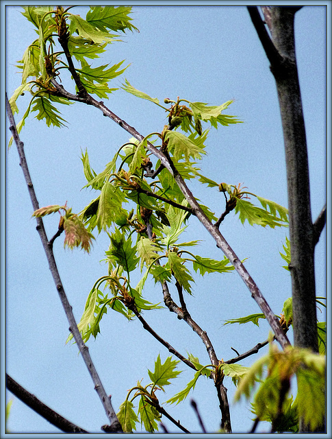 New Leaves in Flight (color)