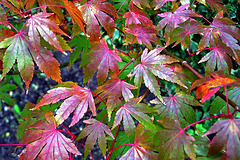 Acer Autumn Colours 2016