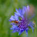 Hoverfly on a wild flower
