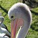 Pélican à lunettes = Pelecanus conspicillatus, Parc des Oiseaux (Villars-les-Dombes, Ain, France)