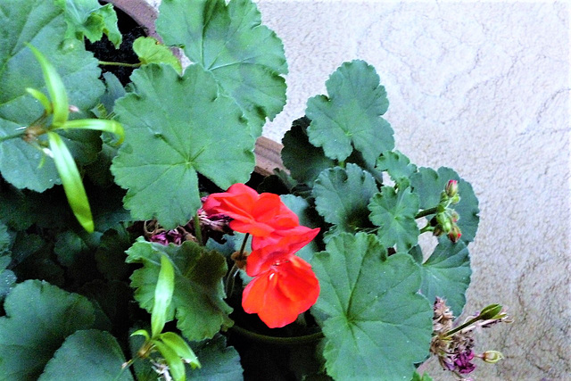 The new red geraniums have decided to join in