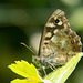 I think this is a young speckled wood butterly