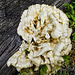 Seen growing out of a felled tree trunk (Laetiporus sulphureus