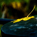 Damp Yellow Leaf