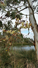 Eucalyptus blossom