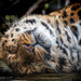 Let sleeping Leopards Lie!