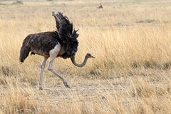 Female Ostrich