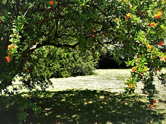 A pomegranate grove