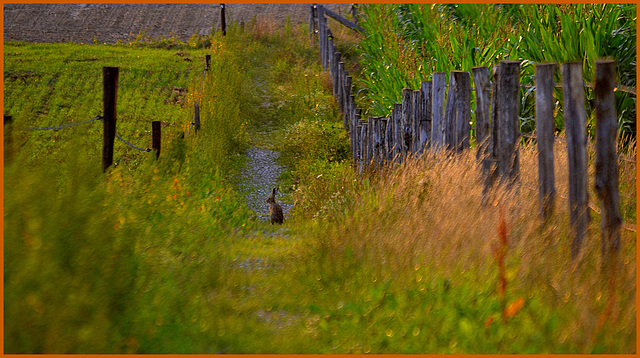 HFF-for Everyone friday 31-7-2020(choose the hare's path)